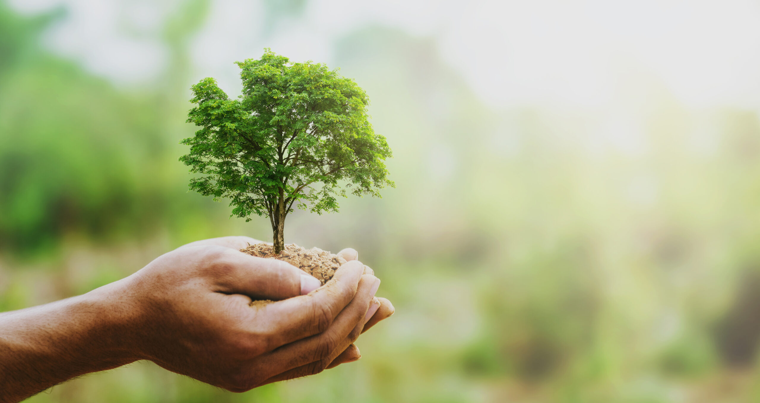 Truck Banner’s Sustainability Initiative: 2023 trees for 2023